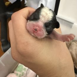 Boy 3 - Black and white male Shih Tzu puppy in Ft Mc Coy, Florida from Everlasting Shih Tzu