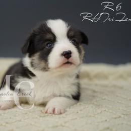 Rhea 6 Tail - Black and tan female Pembroke Welsh Corgi puppy in Straughn, Alabama from Magnolia Creek Corgis