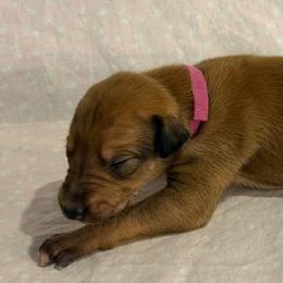 Pink collar girl - Red female Greyhound puppy in St. Louis, Missouri from Velocitas Greyhounds