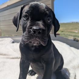 Yellow collar: Clover - Black female Cane Corso puppy in Franktown, Colorado from Earth and Ship Cane Corso