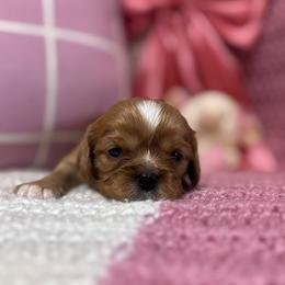 Phoebe - Ruby female Cavalier King Charles Spaniel puppy in Watkinsville, Georgia from Cavaliers of Windsor