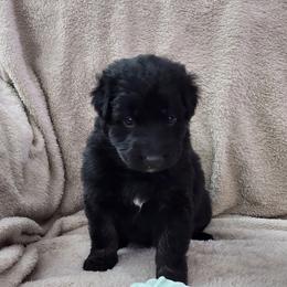 Teal color Collar - Bi-color female German Shepherd puppy in Louisville, Ohio from Crooked River German Shepherds