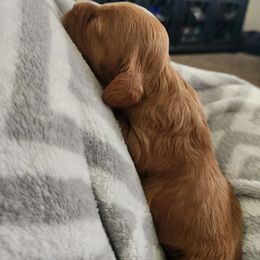 Cavapoo and Poodle Puppies from Salt Creek Doodles