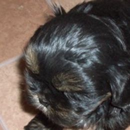 Shih Tzus from Karla Sauer  (White Woman Creek Shih Tzu)