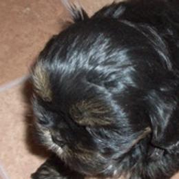 Shih Tzus from Karla Sauer  (White Woman Creek Shih Tzu)