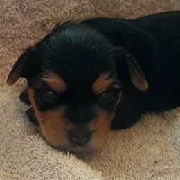 Yorkshire Terriers from Yorkie Ville Kennel