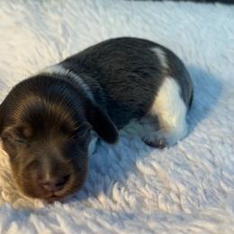 Kristoff 7 - Blue and tan male Dachshund puppy in Scottdale, Pennsylvania from Our Sweet Dachshund Farm