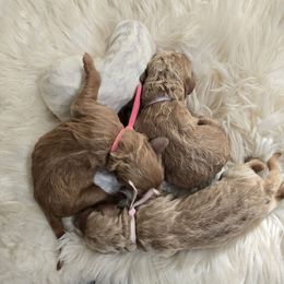 Girl 1 - Red female Labradoodle puppy in Galt, Missouri from Only Doodles!