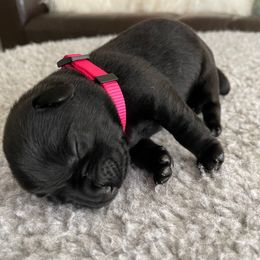 'Vibes' (Hot Pink collar) - Black female Labrador Retriever puppy in Grand Saline, Texas from Castle Hills Labradors