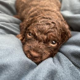 Rocky - Brown and tan male Cockapoo puppy in Egg Harbor City, New Jersey from Grace Given Cockapoos (GGC)