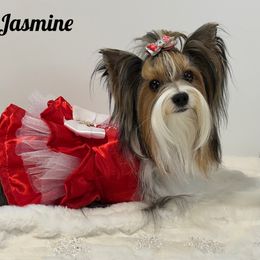 Biewer Terrier Puppies from Bouquet Biewers