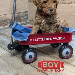 New Jersey - Red  male Goldendoodle puppy in Cambridge, Minnesota from Country Meadow Doodles