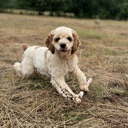 Tucker - Cocker Spaniel