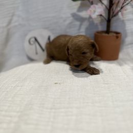 Poodle Puppies from Moore Poodles