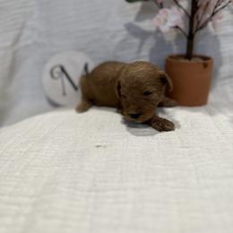 Poodle Puppies from Moore Poodles