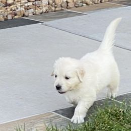 Golden Retriever and Jack Russell Terrier Puppies from Shelby Burleson's Golden Retrievers and Jack Russell Terriers