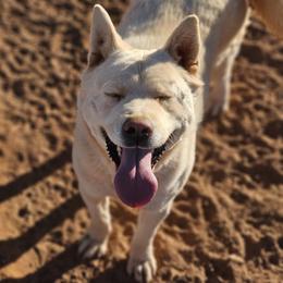 Yuki - Akita