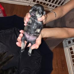Puppy Girl 1 - Salt and pepper female Miniature Schnauzer puppy in Baldwin, New York from Schnauzy Pawz