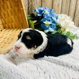 Max - Black tri-color male Aussiedoodle puppy in Hamilton, Michigan from White Pine Farm