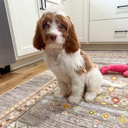 Draco - Blenheim male Cavapoo puppy in Beresford, South Dakota from DAKOTA DOOD RANCH