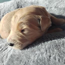 Rover - Caramel ice male Labradoodle puppy in Apache Junction, Arizona from Loving Doodle