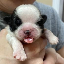 Shih Tzu Puppies from Willow Lane Shih Tzus