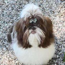 Daliliah - Shih Tzu