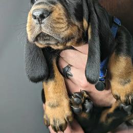 Blue Boy - Black and tan male Black and Tan Coonhound puppy in Madisonville, Tennessee from Blackstone Valley Hounds