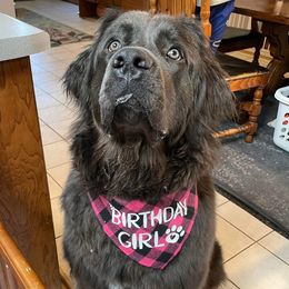 VIOLET - Newfoundland