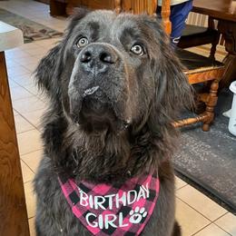 VIOLET - Newfoundland
