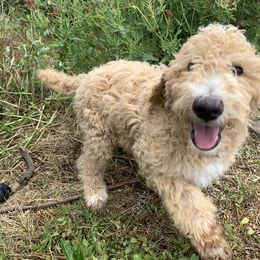 Poodle Puppies from Rocky Mountain Poodles