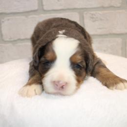 Merle male - Tri-color male Bernedoodle puppy in Mississippi from Ewing Acres