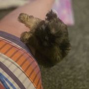 Female 1 - Brown female Mal-Shi puppy in Pleasant Hill, Iowa from Courtney Nicole's Mal Shihs