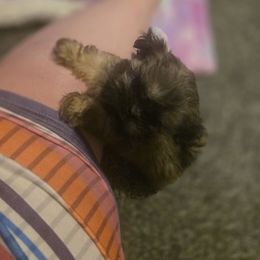 Female 1 - Brown female Mal-Shi puppy in Pleasant Hill, Iowa from Courtney Nicole's Mal Shihs