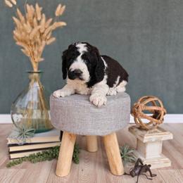 Elsa - Parti female Goldendoodle puppy in Guthrie, Oklahoma from Edmond Doodles, LLC