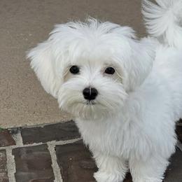 Maltese from Majestex Maltese