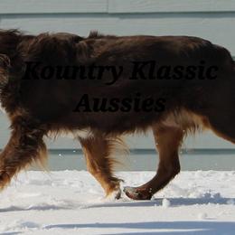 Australian Shepherd Puppies from Becki Hamann
