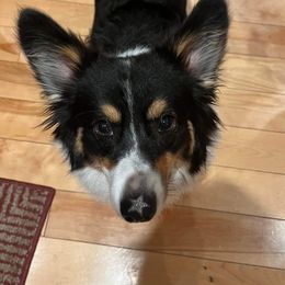 American Corgi and Pembroke Welsh Corgi Puppies from Beebe’s Corgis