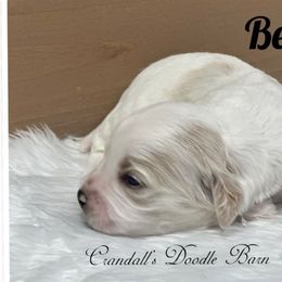 Bear - Buff and white male Cockapoo puppy in Payson, Utah from Crandall’s Doodle Barn