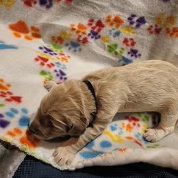 Goldendoodle Puppies from Lauralyn's Goldendoodles