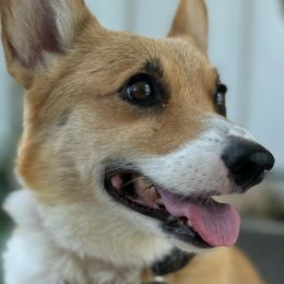 Bramble - Pembroke Welsh Corgi