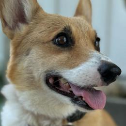 Bramble - Pembroke Welsh Corgi