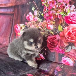 Stella - Blue and tan female Pomeranian puppy in Lyons, Georgia from Its a Poms Life Kennel