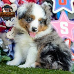 Miniature Australian Shepherd puppies from Best Little Aussies