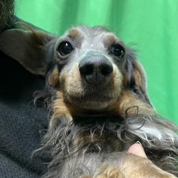 Velma - Dachshund