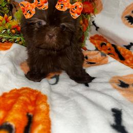 Boo - Chocolate female Shih Tzu puppy in Azusa, California from RJ Shih Tzu lover