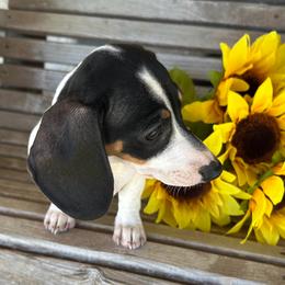 Pebbles - Black and tan female Dachshund puppy in Purmela, Texas from FLYING L Dachshund Academy