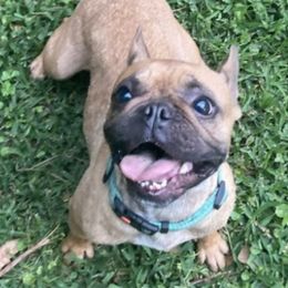 French Bulldogs from Hayes French Bulldogs