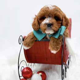 Pax - Red male Cavapoo puppy in North Carolina from NC Doodle Puppies