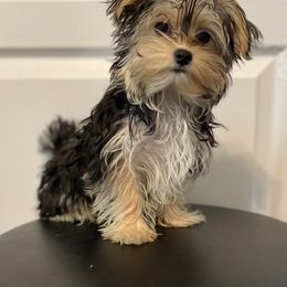 Linkx - Yorkshire Terrier